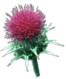 Milk Thistle